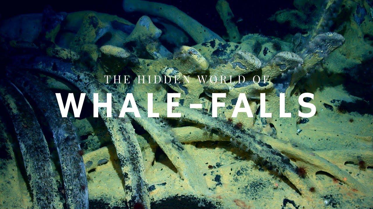Whale fall