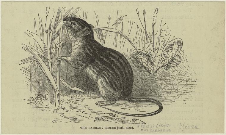 The Barbary mouse (1895)